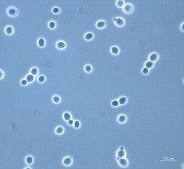 <em>Rhodotorula mucilaginosa</em> IST637 - Image 2