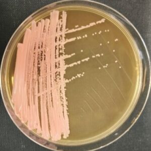<em>Cystobasidium minutum</em> IST639