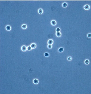 <em>Rhodotorula mucilaginosa</em> IST640 - Image 2