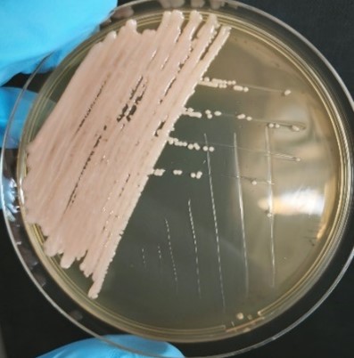 <em>Rhodotorula mucilaginosa</em> IST640