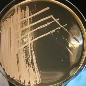 <em>Sporobolomyces salmonicolor</em> IST644