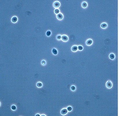 <em>Rhodotorula mucilaginosa</em> IST737 - Image 2