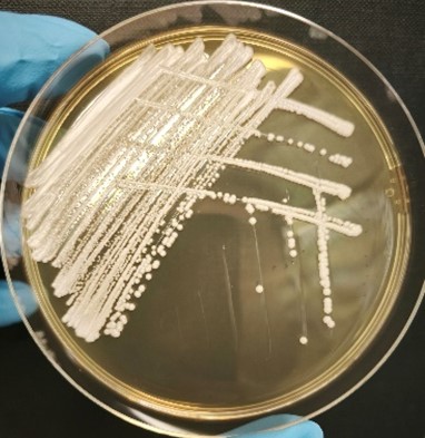 <em>Meyerozyma guilliermondii</em> IST757