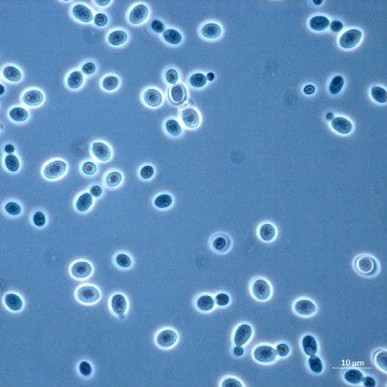 <em>Rhodotorula mucilaginosa</em> IST784 - Image 2