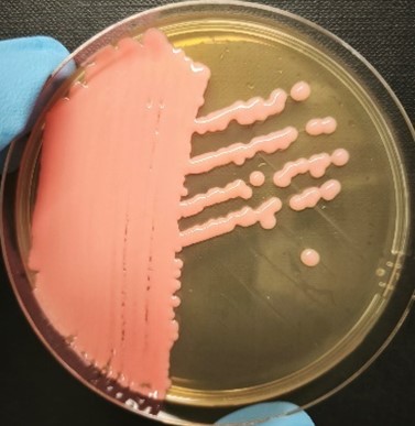 <em>Rhodotorula mucilaginosa</em> IST784