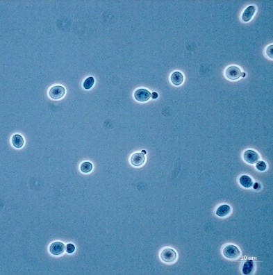 <em>Rhodotorula mucilaginosa</em> IST852 - Image 2