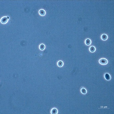 <em>Rhodotorula mucilaginosa</em> IST879 - Image 2