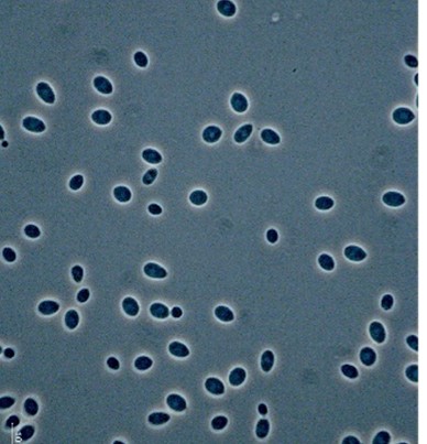 <em>Rhodotorula mucilaginosa</em> IST890 - Image 2