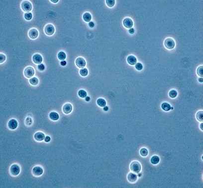 <em>Rhodotorula mucilaginosa</em> IST937 - Image 2